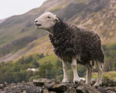 Lake District May 2019
