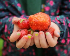 The Edible Playground / Short doc