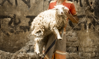 Holding sheep, Bangladesh market