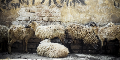 Sheep, Bangladesh market